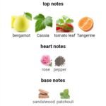 لاگوست اسنشیال سبز مردانه - تصویر 4