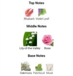 ایو روشه اویدنس زنانه - تصویر 4