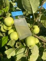 دولچه اند گابانا لایت بلو زنانه - تصویر 3